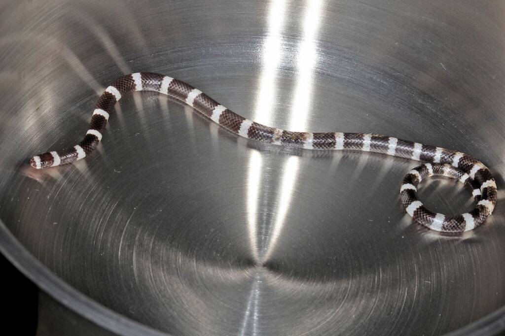 Bandy Bandy (Vermicella annulata), Southern Downs QLD © Marc Newman