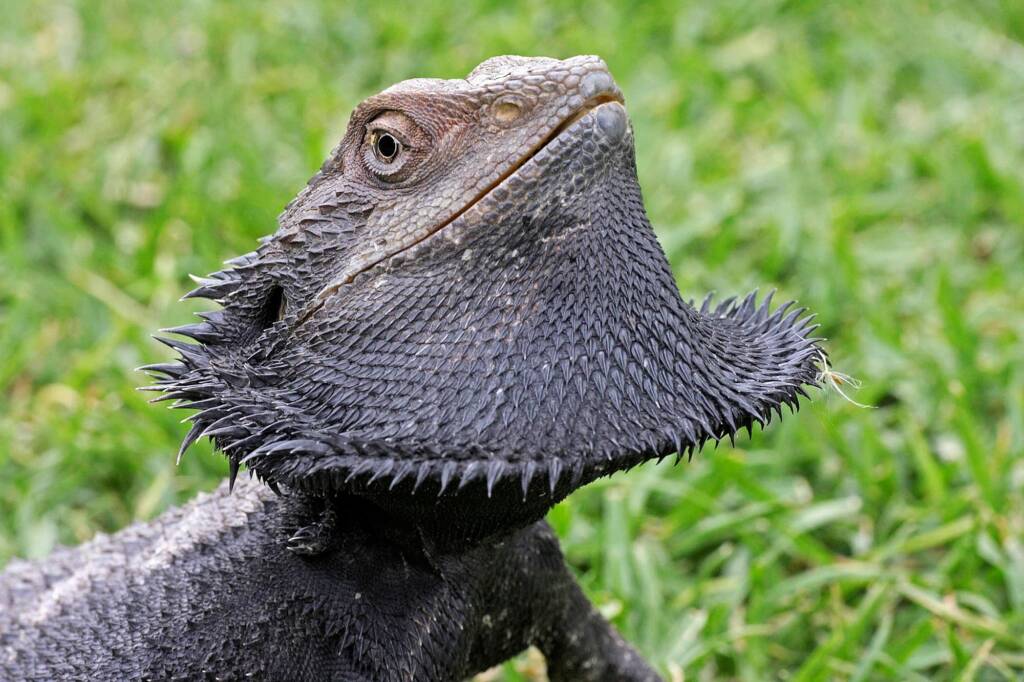 Bearded Dragon (Pogona barbata), Southern Downs QLD © Marc Newman