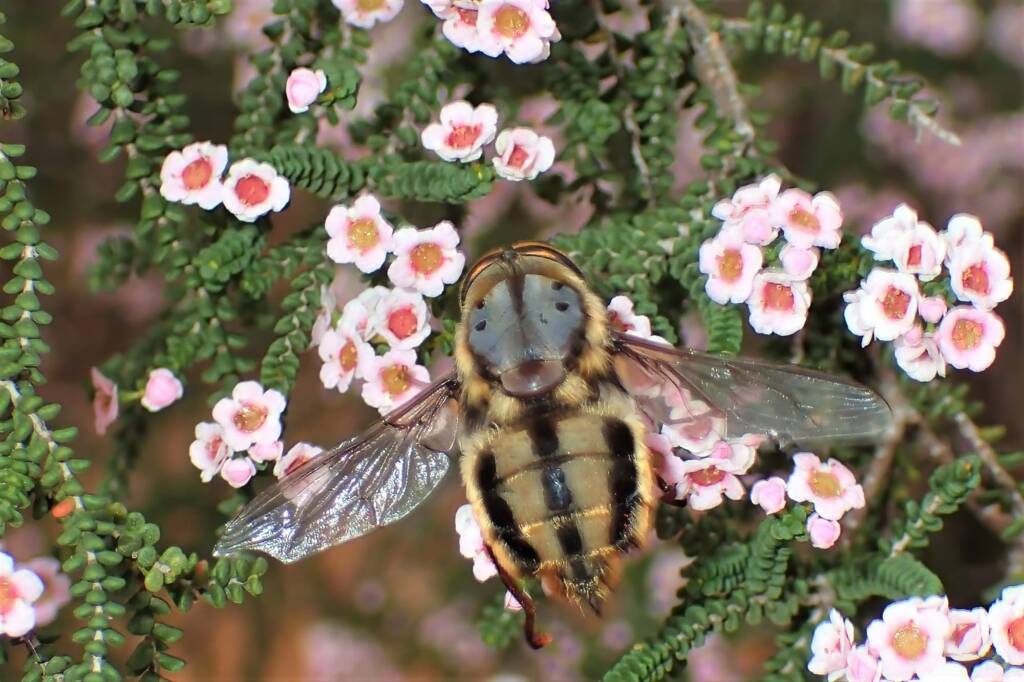 Bee Fly (family Bombyliidae), Geraldton, Midwest WA © Gary Taylor