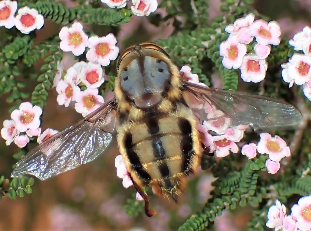 Bee Fly (family Bombyliidae), Geraldton, Midwest WA © Gary Taylor
