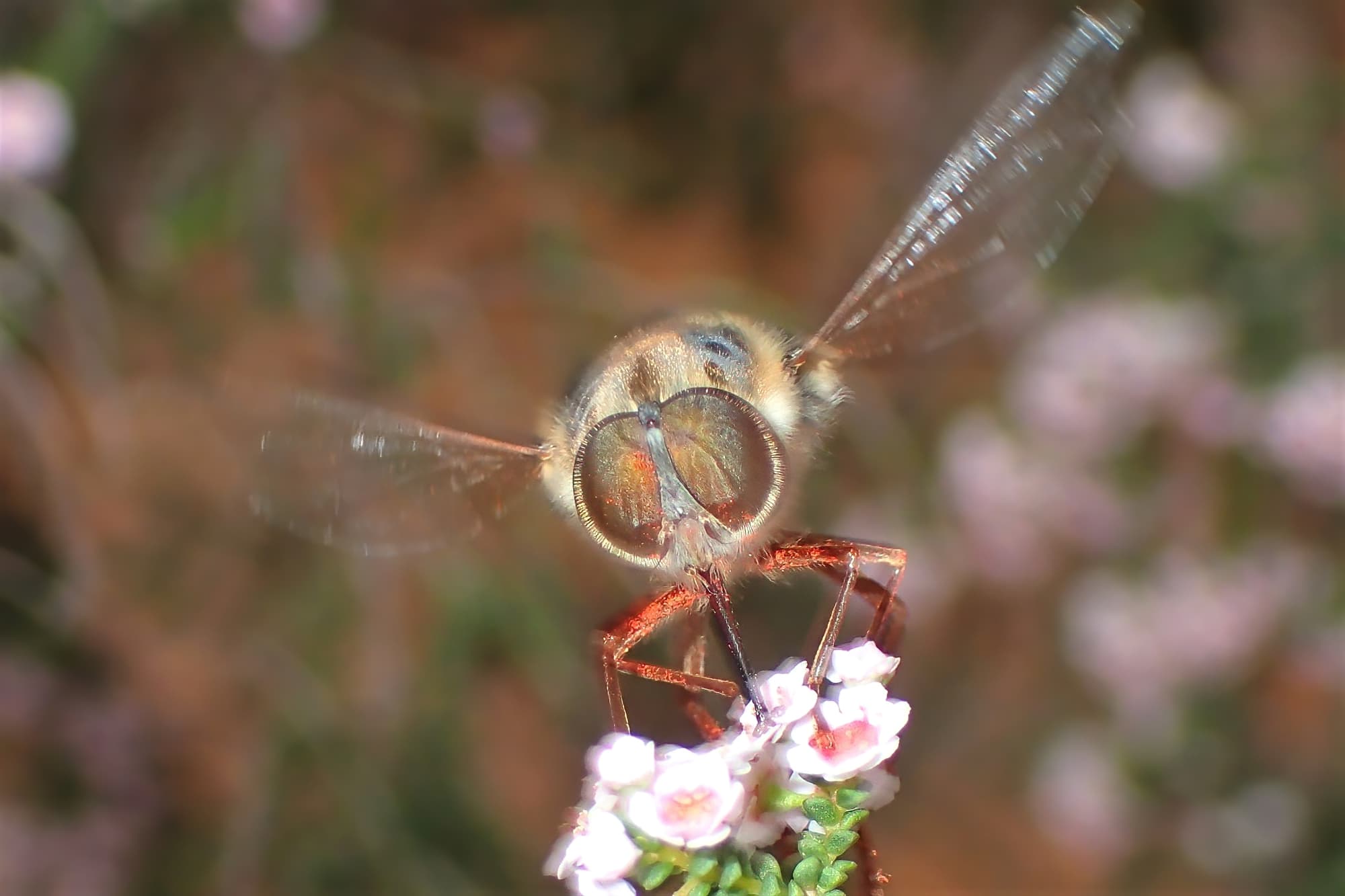Super territorial and awesome to watch…