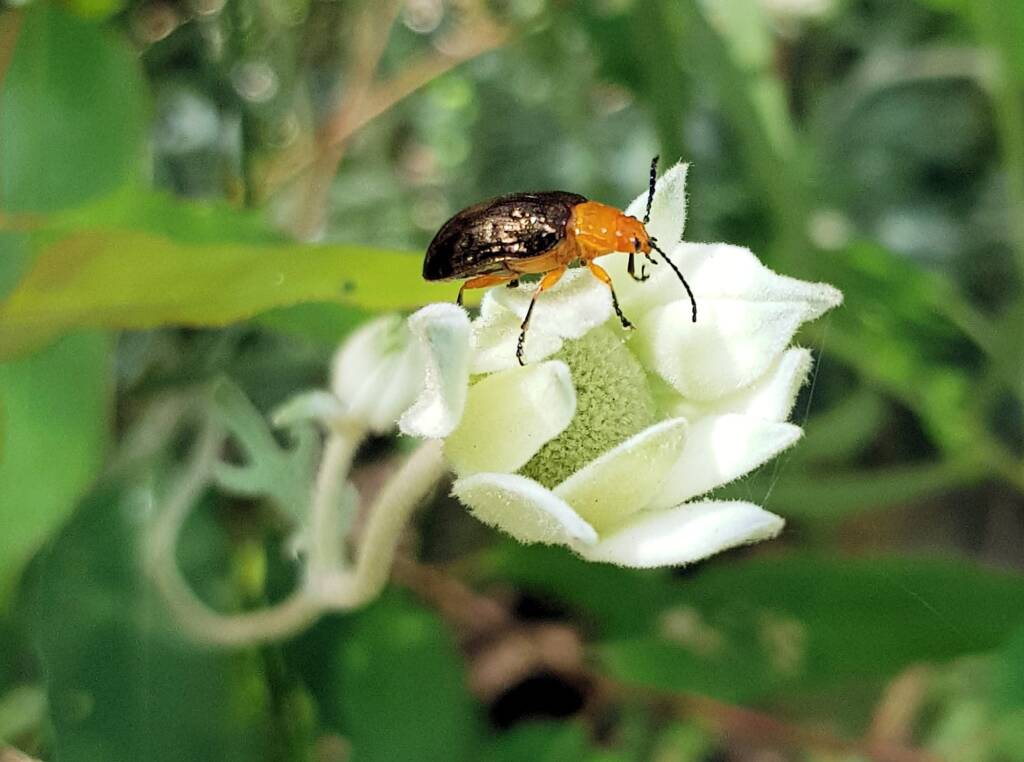 Pittosporum Leaf Beetle (Lamprolina impressicollis), Stony Range Regional Botanic Garden, Dee Why NSW