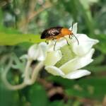 Pittosporum Leaf Beetle (Lamprolina impressicollis), Stony Range Regional Botanic Garden, Dee Why NSW