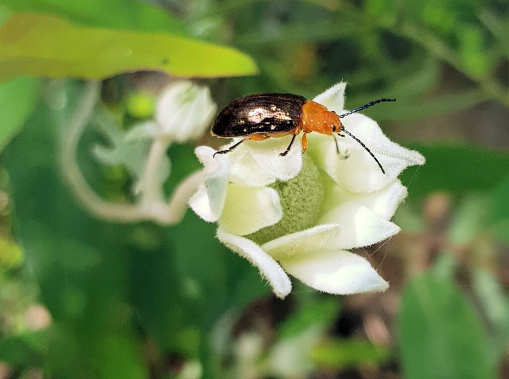 Pittosporum Leaf Beetle (Lamprolina impressicollis), Stony Range Regional Botanic Garden, Dee Why NSW