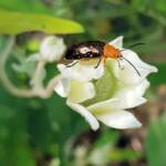 Pittosporum Leaf Beetle (Lamprolina impressicollis), Stony Range Regional Botanic Garden, Dee Why NSW