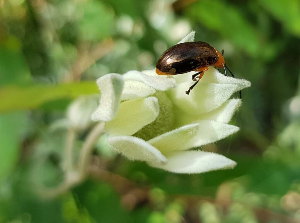 Pittosporum Leaf Beetle (Lamprolina impressicollis), Stony Range Regional Botanic Garden, Dee Why NSW