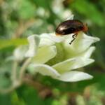 Pittosporum Leaf Beetle (Lamprolina impressicollis), Stony Range Regional Botanic Garden, Dee Why NSW