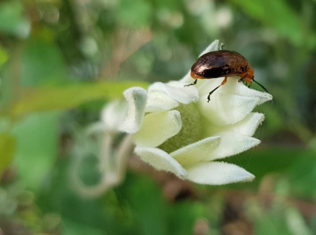 Pittosporum Leaf Beetle (Lamprolina impressicollis), Stony Range Regional Botanic Garden, Dee Why NSW