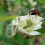 Pittosporum Leaf Beetle (Lamprolina impressicollis), Stony Range Regional Botanic Garden, Dee Why NSW