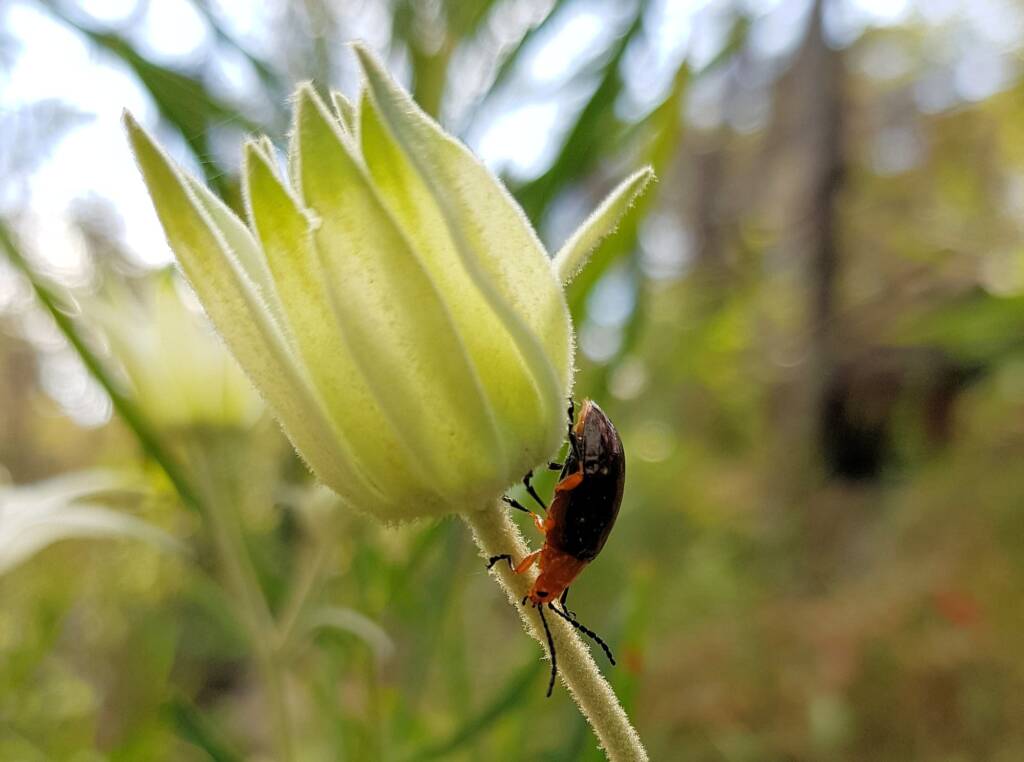 Pittosporum Leaf Beetle (Lamprolina impressicollis), Stony Range Regional Botanic Garden, Dee Why NSW