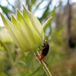 Pittosporum Leaf Beetle (Lamprolina impressicollis), Stony Range Regional Botanic Garden, Dee Why NSW