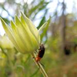 Pittosporum Leaf Beetle (Lamprolina impressicollis), Stony Range Regional Botanic Garden, Dee Why NSW