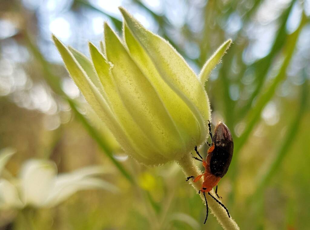 Pittosporum Leaf Beetle (Lamprolina impressicollis), Stony Range Regional Botanic Garden, Dee Why NSW