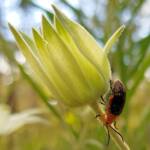 Pittosporum Leaf Beetle (Lamprolina impressicollis), Stony Range Regional Botanic Garden, Dee Why NSW