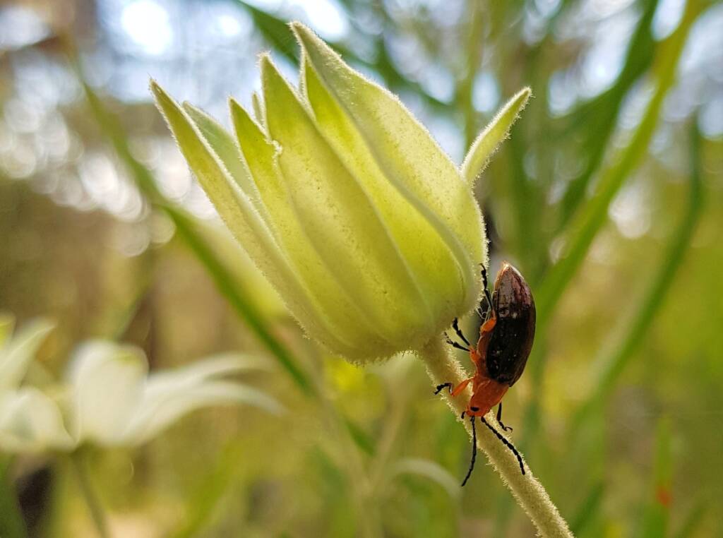 Pittosporum Leaf Beetle (Lamprolina impressicollis), Stony Range Regional Botanic Garden, Dee Why NSW