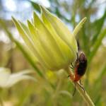 Pittosporum Leaf Beetle (Lamprolina impressicollis), Stony Range Regional Botanic Garden, Dee Why NSW