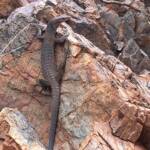 Black Headed Goanna (Varanus tristis), Simpsons Gap NT © Andy Brown