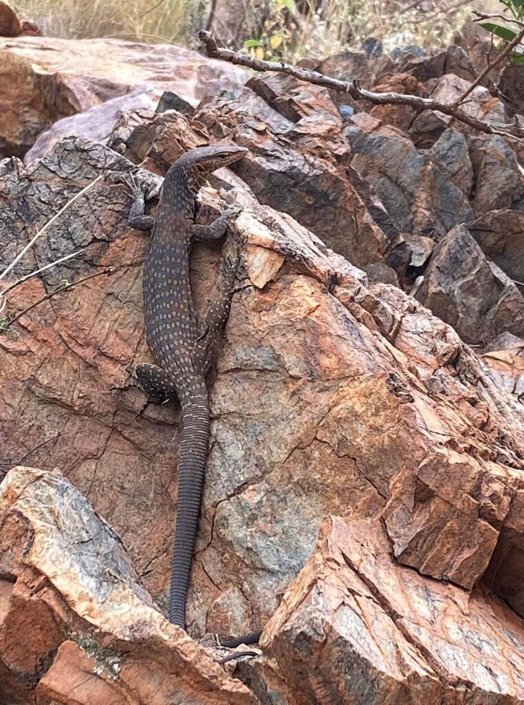 Black Headed Goanna (Varanus tristis), Simpsons Gap NT © Andy Brown