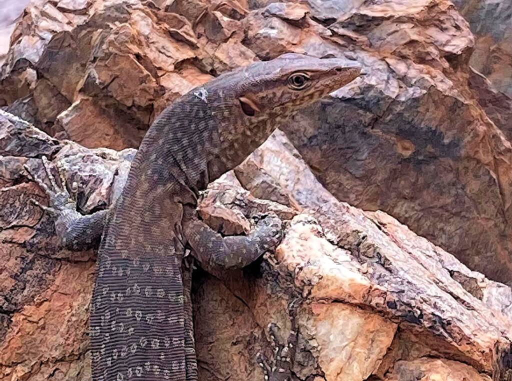 Black Headed Goanna (Varanus tristis), Simpsons Gap NT © Andy Brown