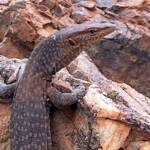 Black Headed Goanna (Varanus tristis), Simpsons Gap NT © Andy Brown