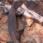 Black Headed Goanna (Varanus tristis), Simpsons Gap NT © Andy Brown