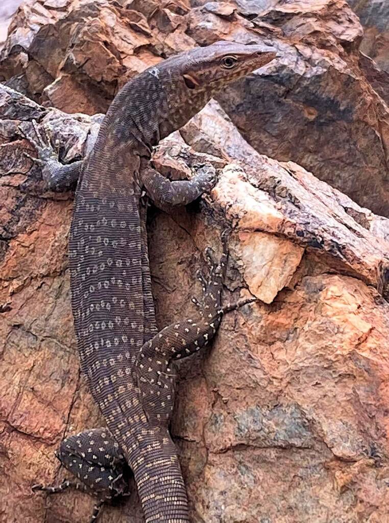 Black Headed Goanna (Varanus tristis), Simpsons Gap NT © Andy Brown