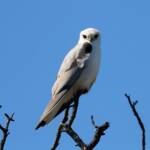 Black-shouldered Kite (Elanus axillaris), Western Queensland © Dorothy Latimer