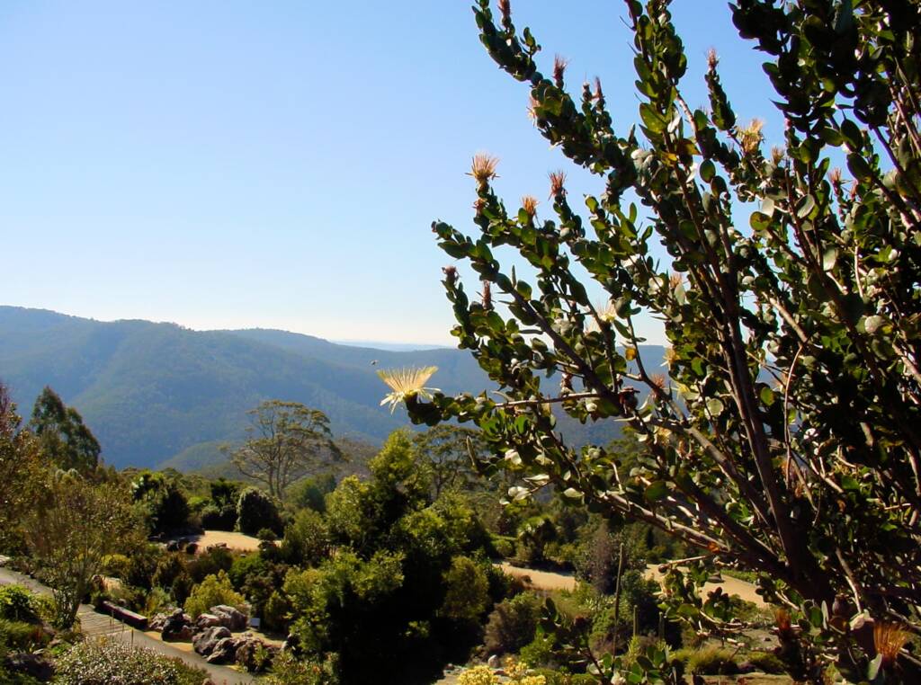 The Blue Mountains Botanic Garden Mount Tomah NSW