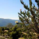 The Blue Mountains Botanic Garden Mount Tomah NSW