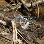 Blue Skimmer (Orthetrum caledonicum), Karma Waters Stn, FNQ QLD @ Sheena Shepherd