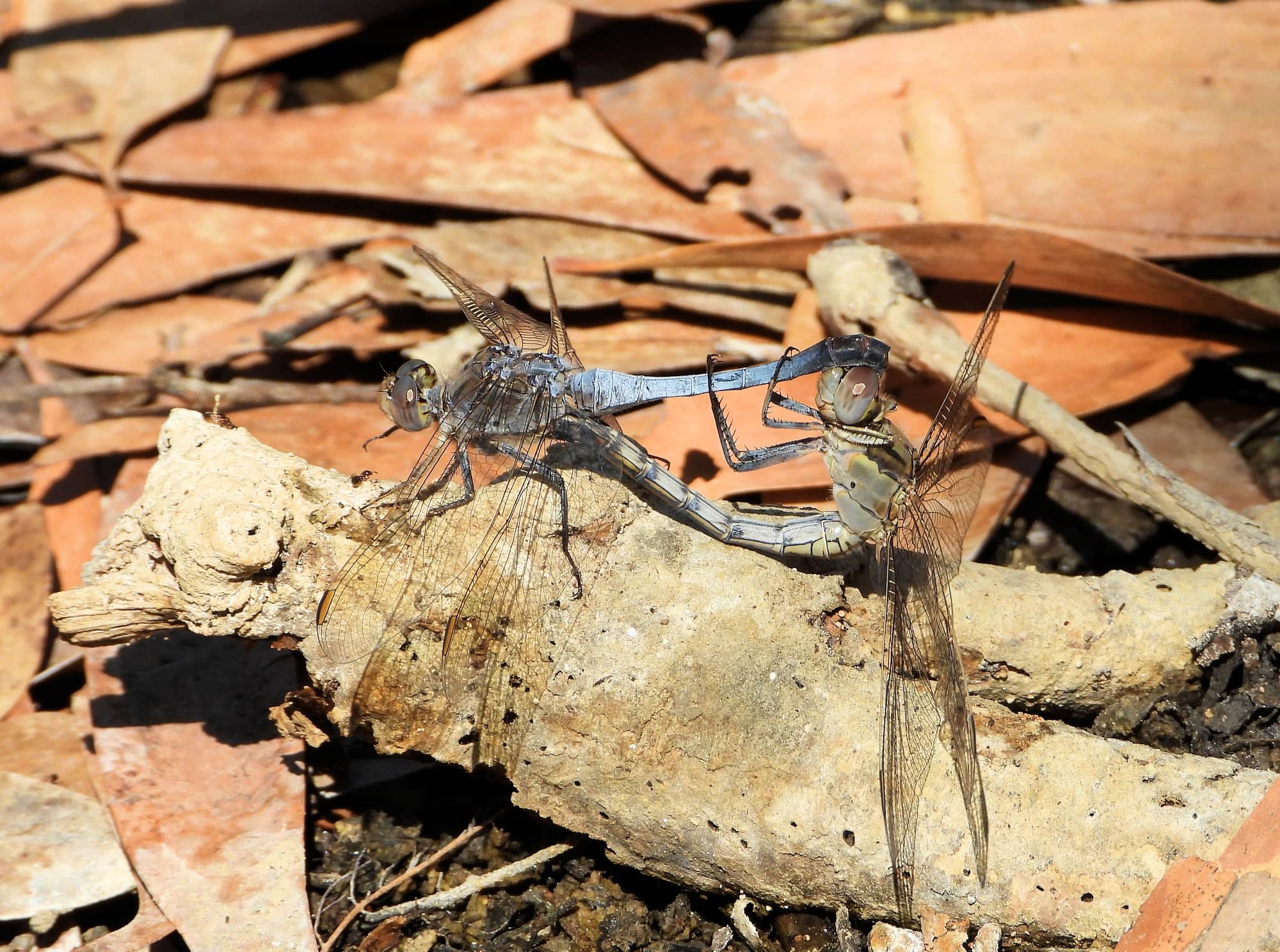 Blue Skimmer (Orthetrum caledonicum), Manbullo NT @ Dorothy Latimer