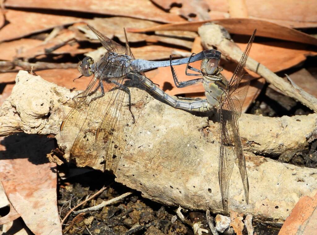 Blue Skimmer (Orthetrum caledonicum), Manbullo NT@ Dorothy Latimer
