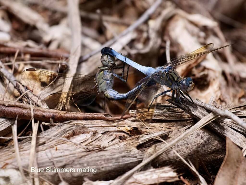 Blue Skimmer (Orthetrum caledonicum), Ransome/Brisbane QLD @ Ellen West