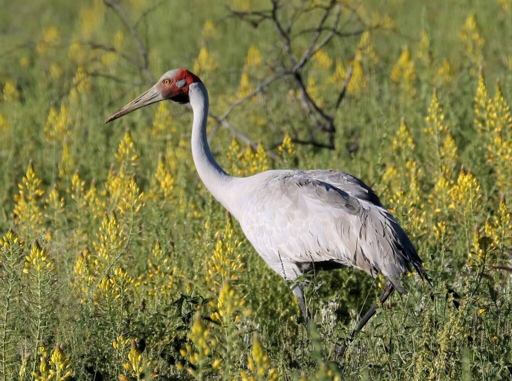 Brolga (Antigone rubicunda), Western Queensland © Dorothy Latimer