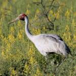 Brolga (Antigone rubicunda), Western Queensland © Dorothy Latimer