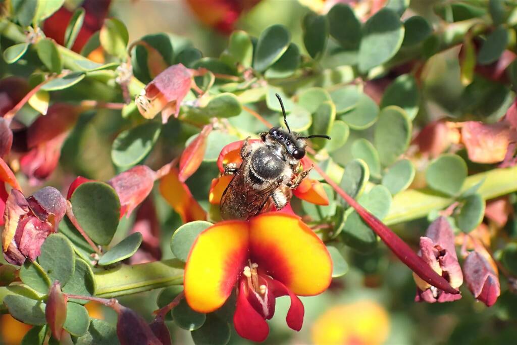 Callomelitta antipodes, Geraldton, Midwest WA © Gary Taylor
