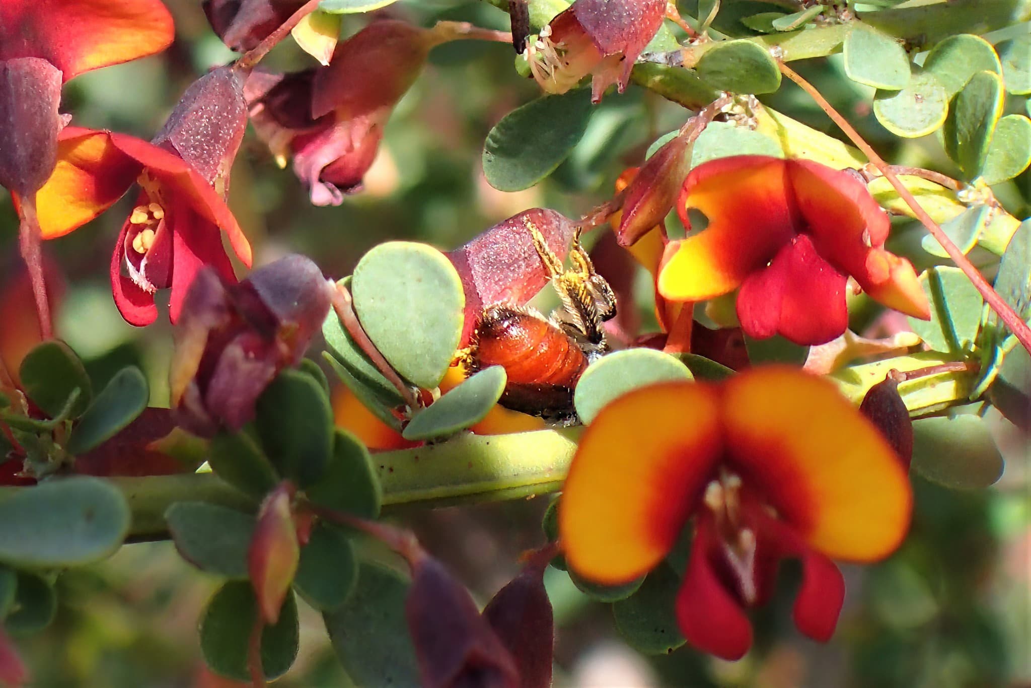Callomelitta antipodes, Geraldton, Midwest WA © Gary Taylor