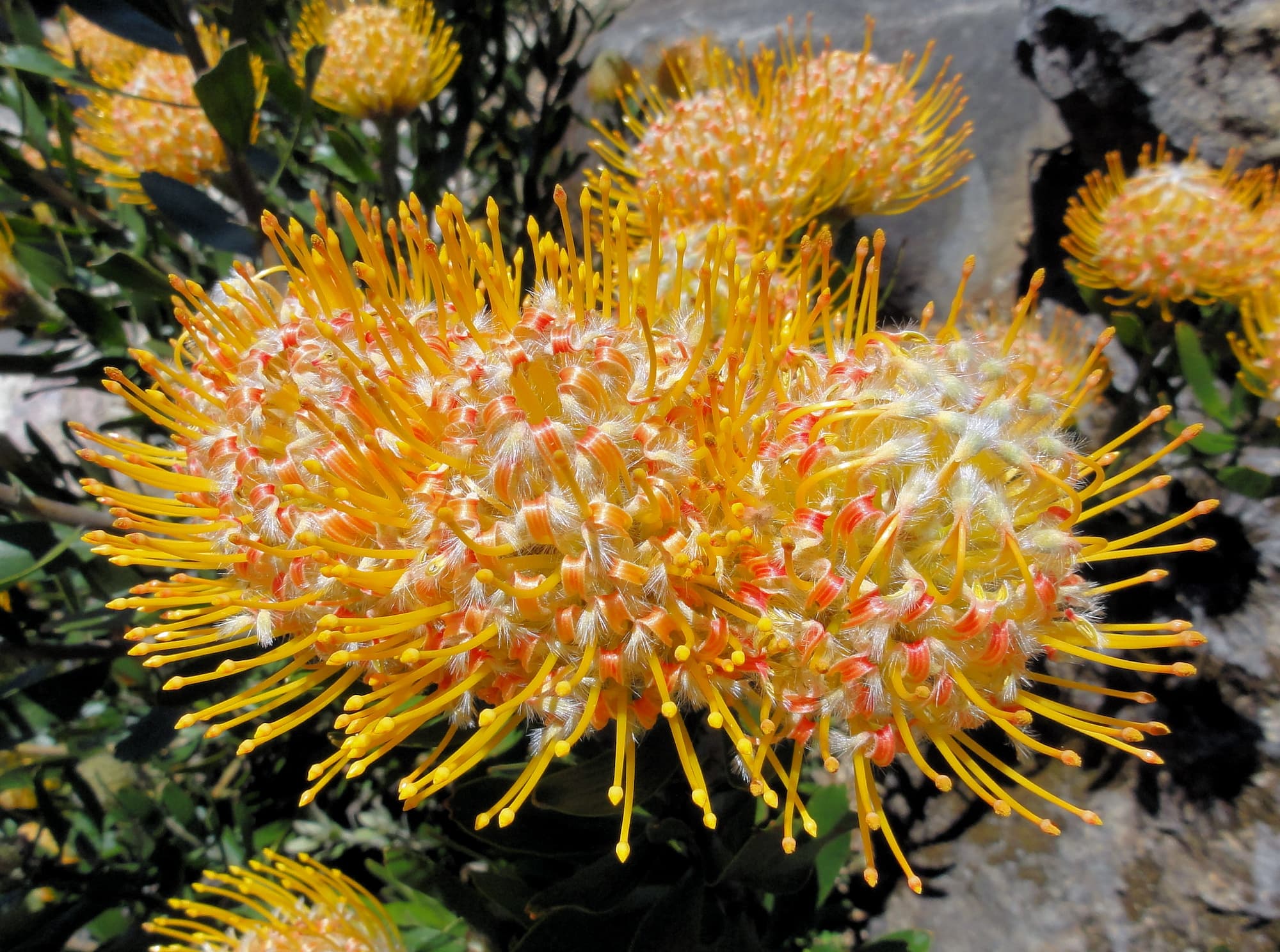 Carnival Orange (Leucospermum cuneiforme), Blue Mountains Botanic Garden NSW