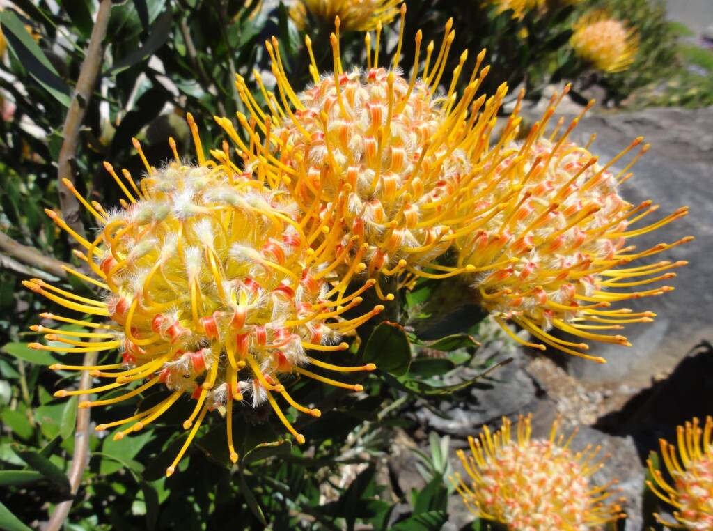 Carnival Orange (Leucospermum cuneiforme), Blue Mountains Botanic Garden NSW