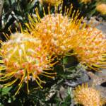 Carnival Orange (Leucospermum cuneiforme), Blue Mountains Botanic Garden NSW