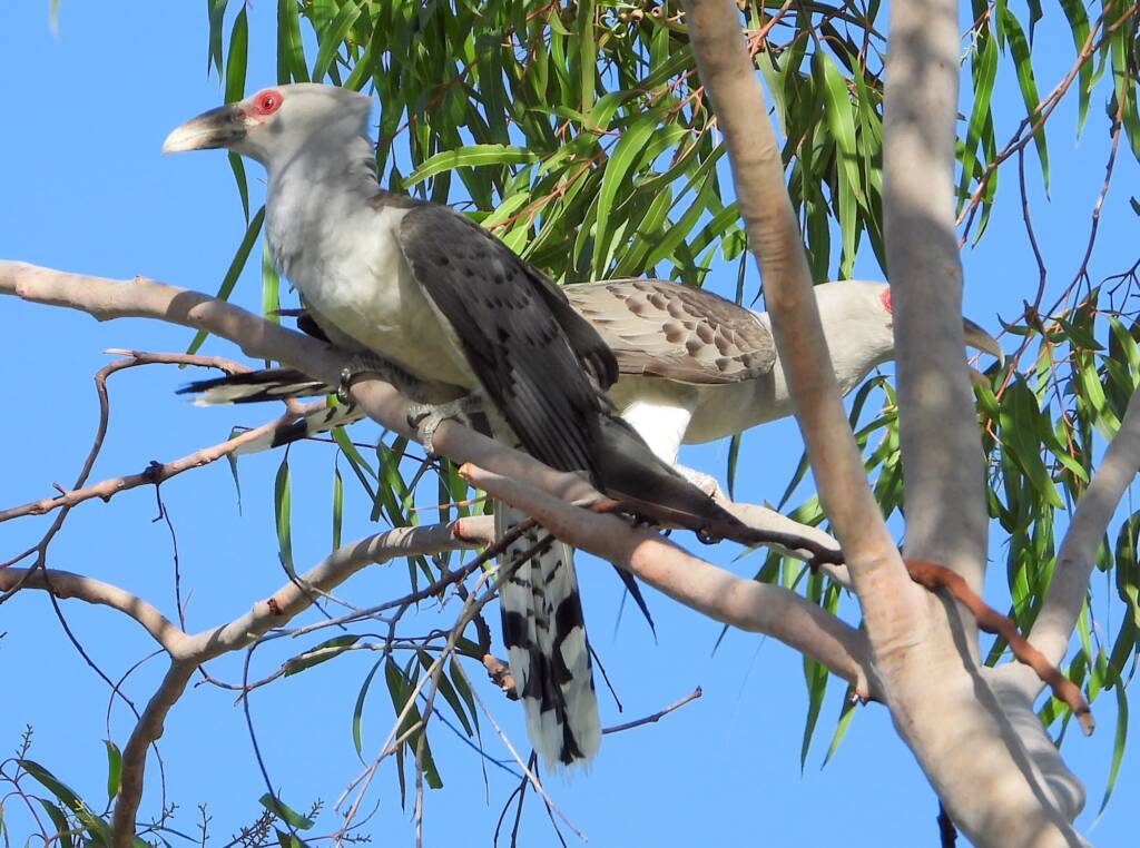 Channel-billed Cuckoo (Scythrops novaehollandiae), Alice Springs NT © Dorothy Latimer