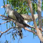 Channel-billed Cuckoo (Scythrops novaehollandiae), Alice Springs NT © Dorothy Latimer