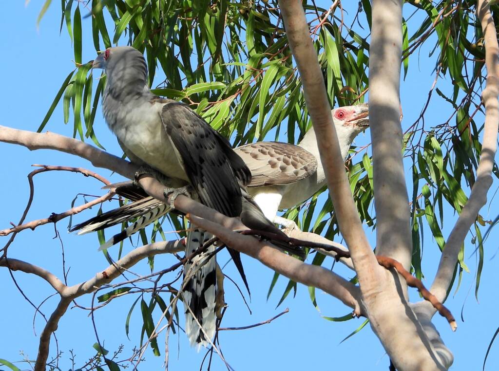 Channel-billed Cuckoo (Scythrops novaehollandiae), Alice Springs NT © Dorothy Latimer