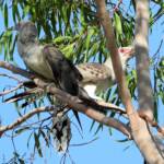 Channel-billed Cuckoo (Scythrops novaehollandiae), Alice Springs NT © Dorothy Latimer