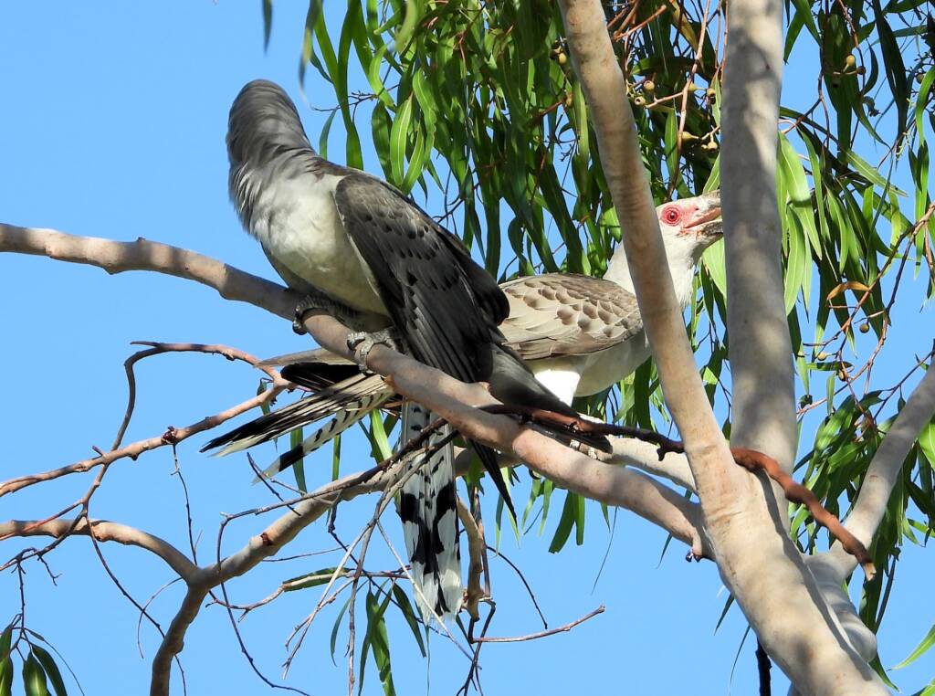 Channel-billed Cuckoo (Scythrops novaehollandiae), Alice Springs NT © Dorothy Latimer
