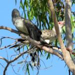 Channel-billed Cuckoo (Scythrops novaehollandiae), Alice Springs NT © Dorothy Latimer