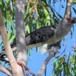 Channel-billed Cuckoo (Scythrops novaehollandiae), Alice Springs NT © Dorothy Latimer