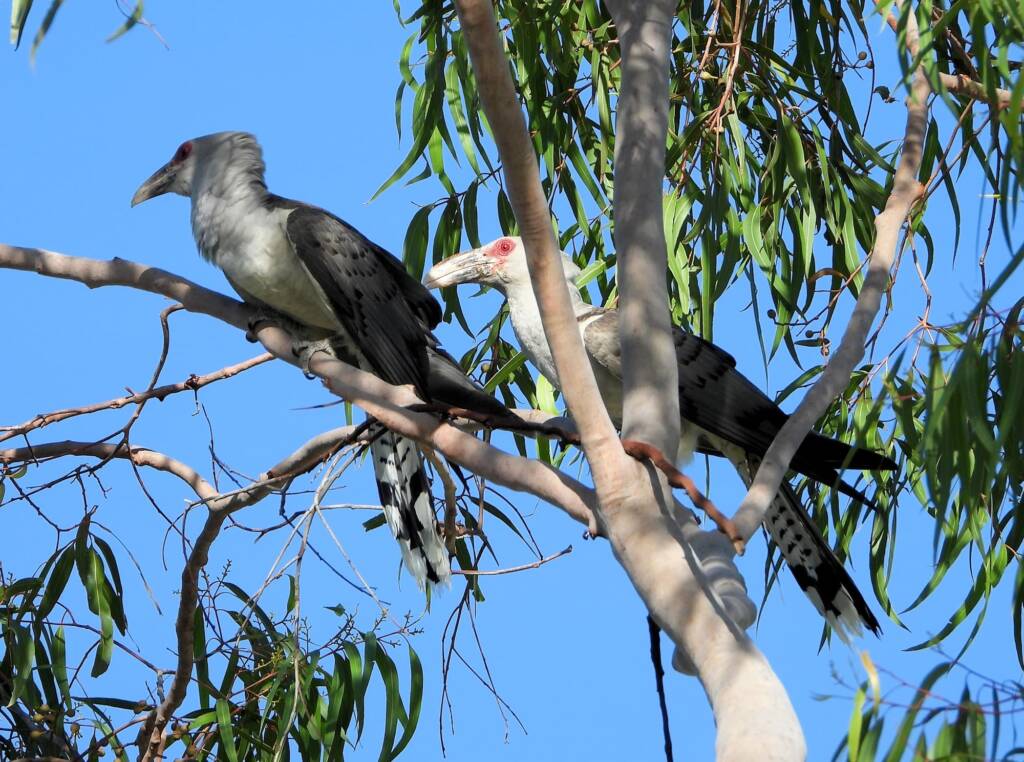 Channel-billed Cuckoo (Scythrops novaehollandiae), Alice Springs NT © Dorothy Latimer