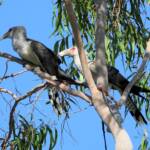 Channel-billed Cuckoo (Scythrops novaehollandiae), Alice Springs NT © Dorothy Latimer