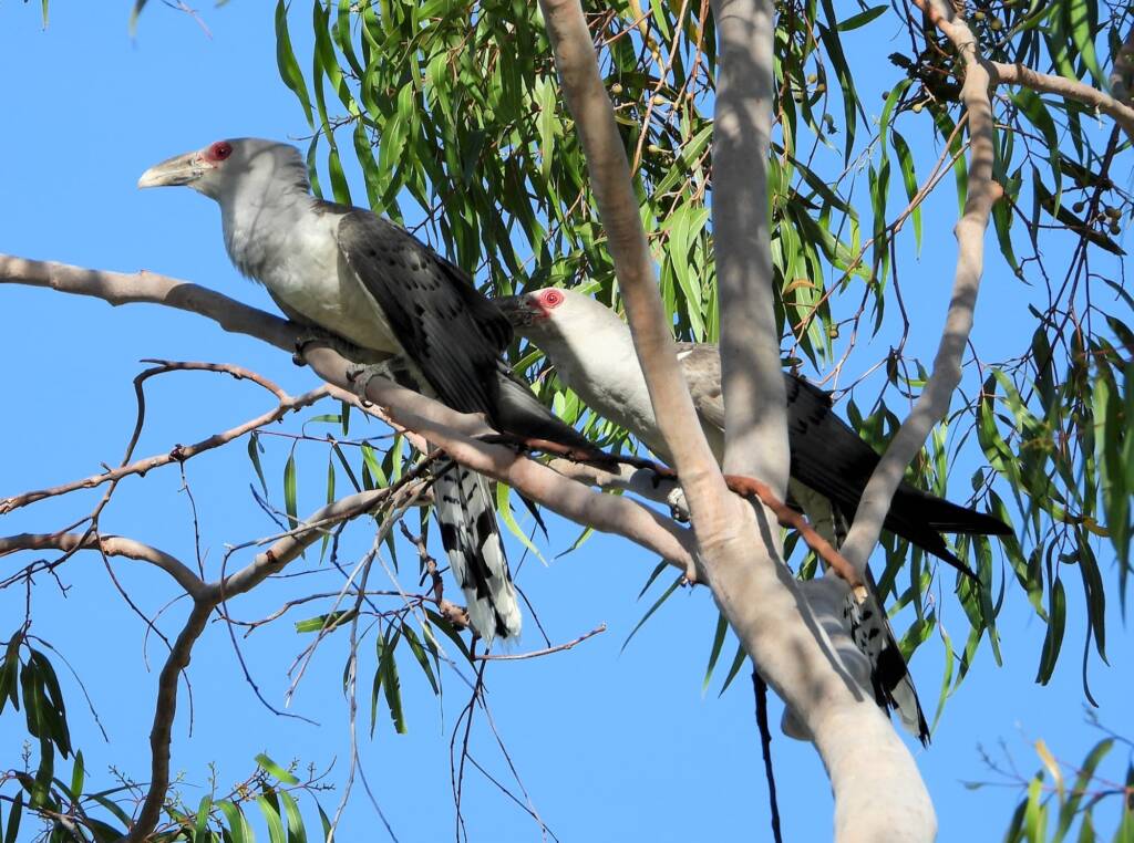 Channel-billed Cuckoo (Scythrops novaehollandiae), Alice Springs NT © Dorothy Latimer